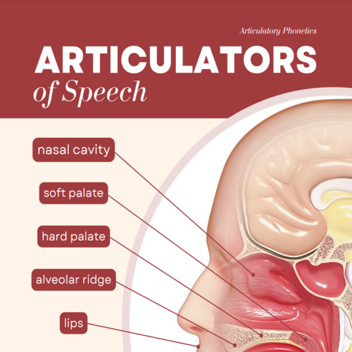 Accent Modification – Articulators and English Speech Sounds Printable