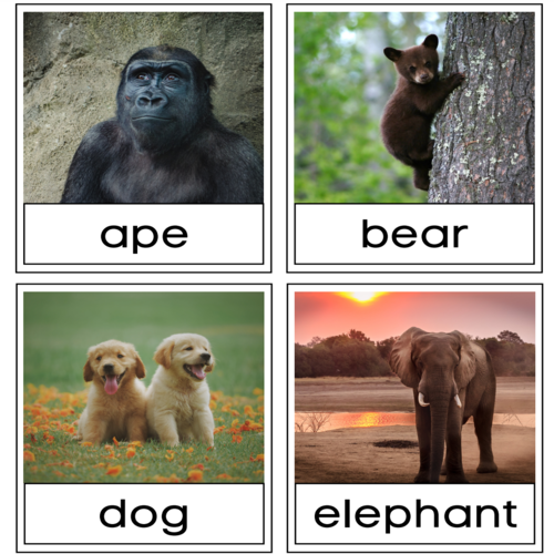 Alphabet Animals Photo Flashcards Printable