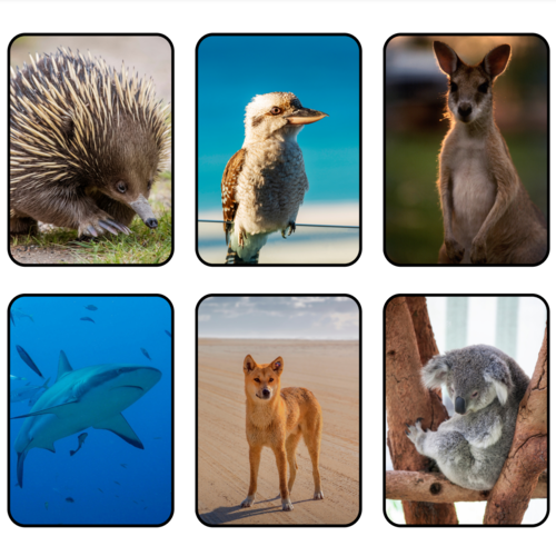 Australian Animals Category Flashcards Printable