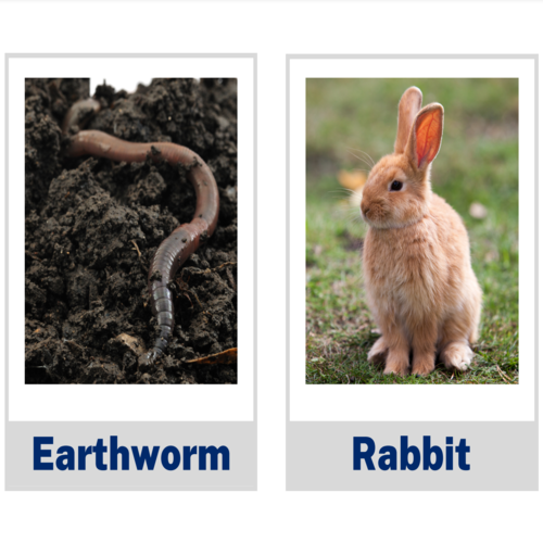 Common Animals Category Large Photo Flashcards Printable