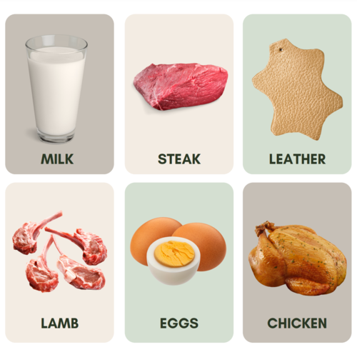 Match The Animal Products Photo Flashcards Printable