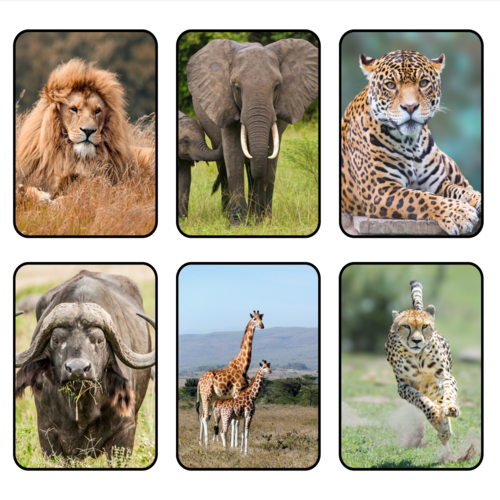 Safari Animals Flashcards Printable